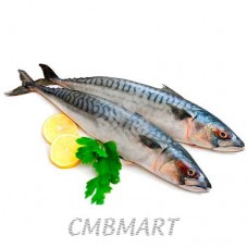 Norwegian scomber  2 fish, weight ≈ 850-900 gr